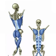 근막경선 해부학 전방기능선 위치와 기능