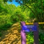 횡성 #미술관자작나무숲 - 푸른 5월의 행복
