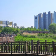 서울 가볼만한곳 항동 푸른수목원 산책 나들이 장미원 개화시기