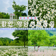 함안 악양생태공원 데이지 5월 꽃구경 경남 가볼만한곳
