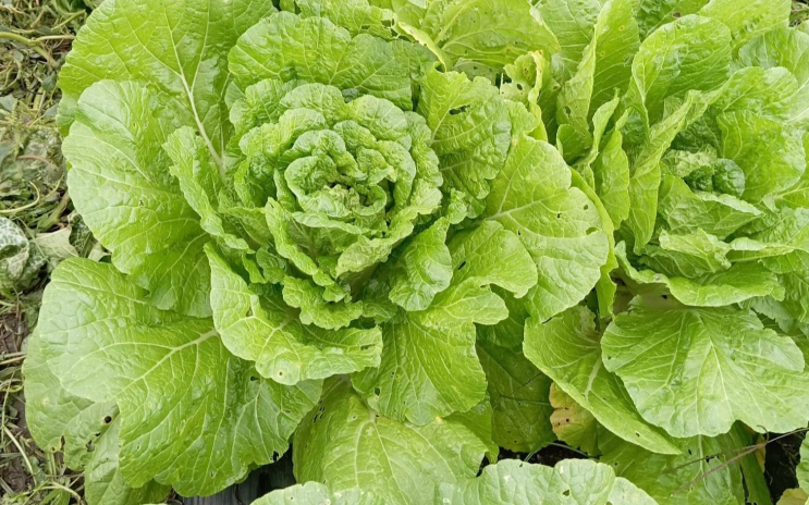 배추종류, 배추차이 ( 얼갈이, 알배기, 봄동, 쌈추, 계절별 배추, 고랭지배추, 월동배추, 가을배추 ) : 네이버 블로그