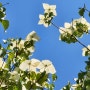 산딸나무 꽃, 꽃말, 가로수 흰꽃, 하얀 꽃