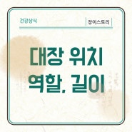 대장 위치 대장 길이 한국인이 서양인보다 더 길다?