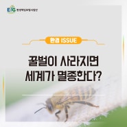 🐝 꿀벌이 사라지면 세계가 멸종한다? 🐝