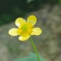 봄꽃--미나리아재비