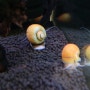 애플스네일 어항 물 달팽이 키우기 달팽이 알부화 짝짓기
