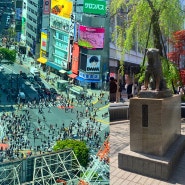 도쿄 시부야 여행 필수 코스! 스크램블 교차로 & 하치코 동상