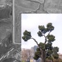 서울 보호수이야기: 서초구 향나무(서 22-3)