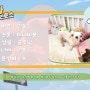 [평택,송탄,오산 동물보호소] 미니 비숑프리제 강아지 민둥이의 입양을 도와주세요