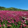 영천한약축제(영천 작약꽃 축제) - 주차장 위치