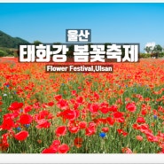 울산 태화강국가정원 양귀비 작약 봄꽃축제