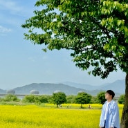 서울근교 가볼만한곳 여주 유채꽃 핫플 당남리섬 유채꽃밭 개화상태