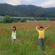 경남 하동 북천 꽃축제, 24년 양귀비 꽃축제 다녀왔어요.(24.5)