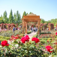 대전 한밭수목원 꽃 축제 장미 활짝 주말 나들이 피크닉 명소