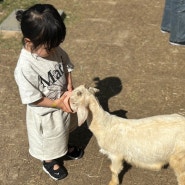 청도 고트힐 :: 청도 아기랑갈만한곳 대구근교여행 청도 염소체험농장 예약방법