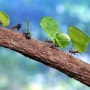 [동물] 개미를 보며 의리를 생각하다 - 곽정식 수필가