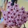 실내공기정화식물 호야꽃(벚꽃난)이 핑크별모양꽃으로 만개했어요. 반려식물추천해요.