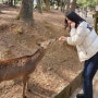 오사카 근교 여행 : 일본 나라 사슴공원_부모님 아이동반 여행으로 강력 추천
