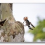 야생조류 후투티의 육추 아기 새 키우기