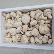 기간별로 양송이버섯 보관하는 방법 양송이버섯 냉동보관법 냉장보관법