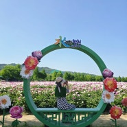 합천 핫들생태공원 작약꽃밭 매력에 흠뻑 빠짐 실시간 주차장 만개 5월에 가볼만한곳