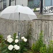 비가 온다! 우산쓴 작약꽃
