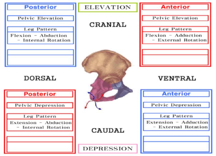 PNF PATTERN 분석 2. Pelvis patterns : 네이버 블로그