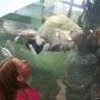 [달고양이 세계여행] 시카고, 미국 / 거대한 크기와 다양한 어종의 아쿠아리움 - 쉐드 수족관
