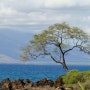 하와이 오아후섬 여행전 관광객에게 도움되는 필수체크 리스트 3가지