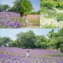 부산 근교 울산 5월 꽃 가볼만한 곳 - 장생포 라벤더,선암호수공원 샤스타데이지,연암정원 핑크안개초