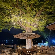 양평 북한강뷰 카페 큰~ 나무가 있는 '수수카페'