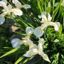 붓꽃 보라 흰색 꽃말 종류 관상화 키우기
