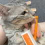 캣디피 고양이 전용 칫솔로 꼼꼼하게 고양이양치!