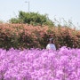 영천 보라색 유채꽃, 작약, 양귀비꽃 모두 볼 수 있는 생태지구공원