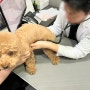 24시 대전 동물병원 강아지 건강검진 타임동물메디컬센터