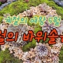 5월의 바위솔