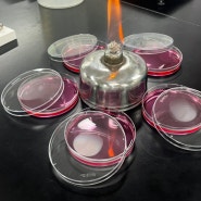 미생물 교육 1일차: 희석액 만들고 'PCA 배지 일반세균 실험' 및 'DRBC 배지 진균 실험'
