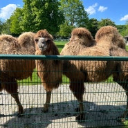 [프랑크푸르트 가볼만한 곳 Oepl Zoo] 오펠 동물원 2024년 5월 따듯한 봄