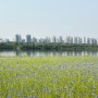 5월 꽃놀이:남양주 삼패 한강공원 수레국화
