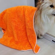 강아지 타올 티모씨네 오렌지 펫타올 강아지 목욕가운