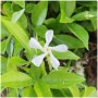 s꽃구경~) 하얀 웃음의 마삭줄 꽃