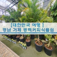 [경남 여행] 통영 가볼만한곳 통영 동백커피식물원