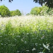 5월의 달빛소리) 뒷동산 보라빛 수레 국화밭 + 하얀 데이지 꽃밭