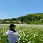 아산 가볼만한곳 도고 '카페지새울' 데이지 만개 청보리밭 메뉴 주차