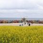 강릉경포대 북쪽 사근진해변 해중공원 일대에 조성한 노란 유채꽃밭