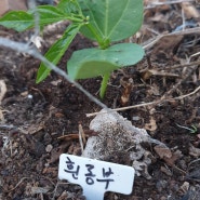 흰동부 꿩동부 토마토4종 모종 심기 울외