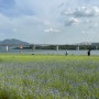 [강아지동반] 남양주 한강공원 삼패지구 | 수레국화 5월 꽃구경 피크닉 명소 추천