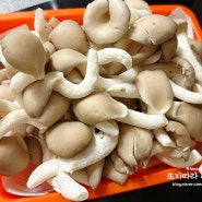 맛있는 느타리버섯 볶음요리 계원버섯농업