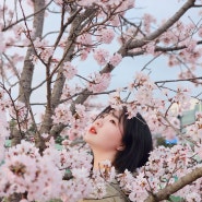 [안동 벚꽃명소] 2024 안동 벚꽃축제가 열리는 "탈춤공원"