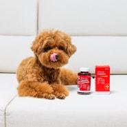 강아지 관절 영양제 노견 관절염 고함량 리얼칼슘